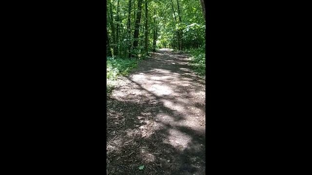 Прогулка с собакой Рокки летом в лесу