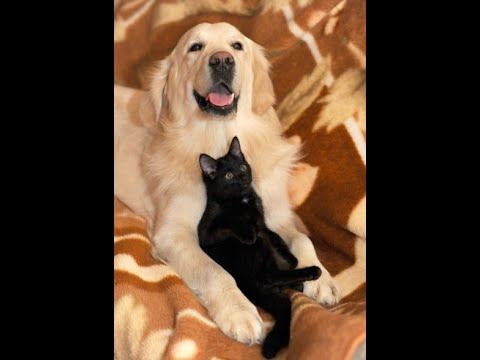 Bobik Und Murka  Kurze Geschichten Auf Deutsch  Short Stories In German