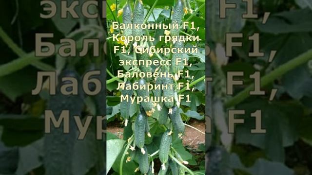 Выбирайте Лучшие сорта пучковых огурцов для теплицы.Советы огороднику. Сажаем огурцы. #овощи #огурц смотреть онлайн