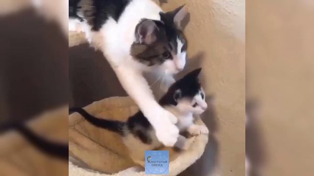 СМЕШНЫЕ КОШКИ И ДРУГИЕ ЖИВОТНЫЕ/ 4 МИНУТЫ СМЕХА/ FUNNY CATS AND OTHER ANIMALS смотреть онлайн