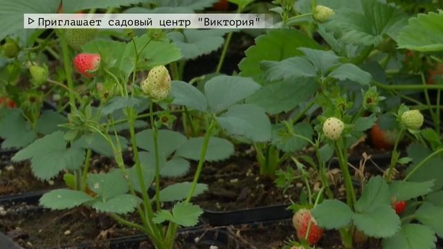 Время местное. Эфир: 28-07-2022- Приглашает садовый центр "Виктория" смотреть онлайн