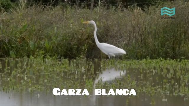 Flora y fauna - pastizal смотреть онлайн