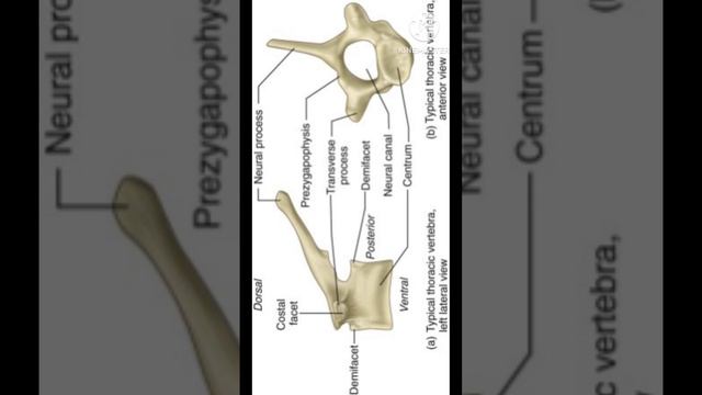 vertebra | spine vertebra | human vertebra | vertebrae | vertebra views | Anatomy vertebrae #short смотреть онлайн