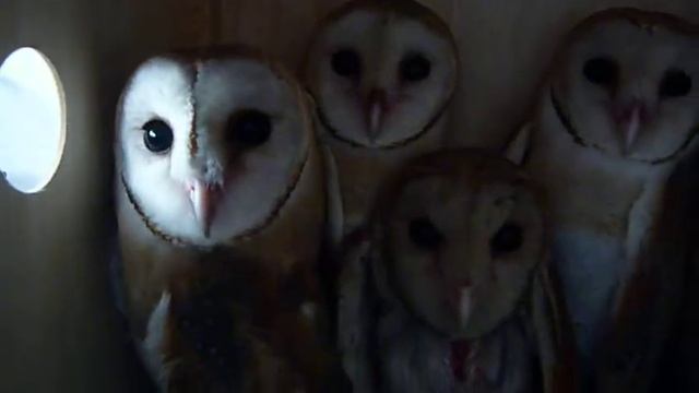 Barn Owls, KU 65-70 in Transport Box смотреть онлайн