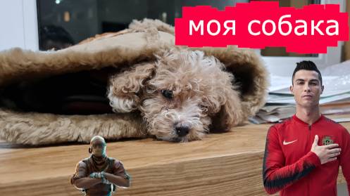 РАССКАЗЫВАЮ ПРО СВОИХ СОБАК!!!! смотреть онлайн