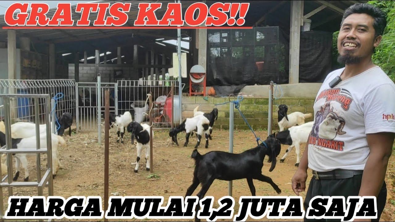 INI DIA YANG DI TUNGGU2, 1,2 SUDAH BISA BAWA KAMBING JANTAN FREE KAOS BAYAN ARLOHAN FARM смотреть онлайн