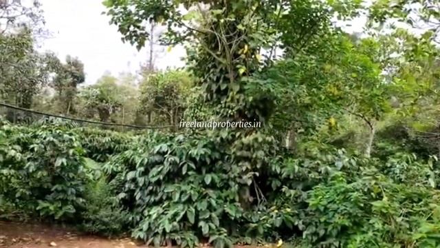 75 Cent Beautiful Land With Farm House For Sale | Karnataka | Coorg (1.50 Cr ) смотреть онлайн