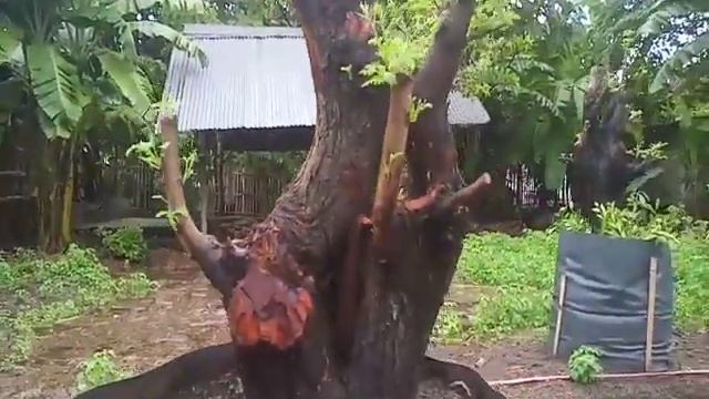 Kumpulan bahanan klampis ireng /arabika #ground#SITUBONDO#Baluran смотреть онлайн