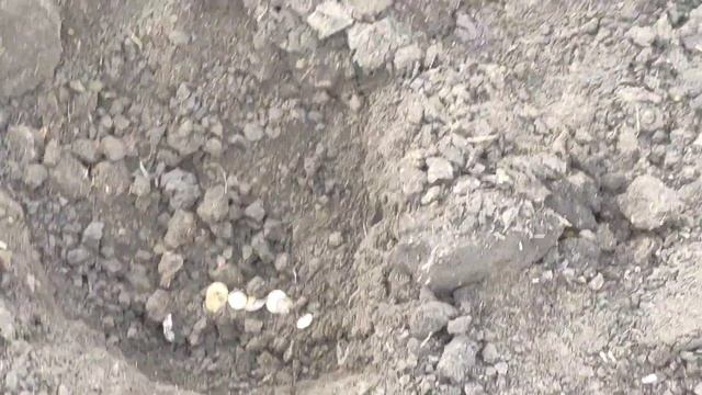 Пошуки втрачених імператорів #18. Deus HF22 , Nokta Simplex/ Legends, Minelab 800. смотреть онлайн