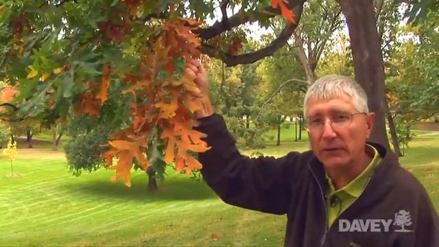 Why do Leaves Change Color in the Fall? смотреть онлайн