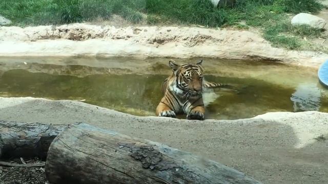 Vlog 3 Reid Park Zoo, Tucson, AZ смотреть онлайн