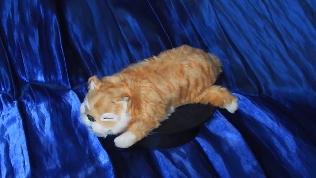 Realistic Ginger Cat-gull. In Static. Реалистичный рыжий кот-хохотун. В статике.