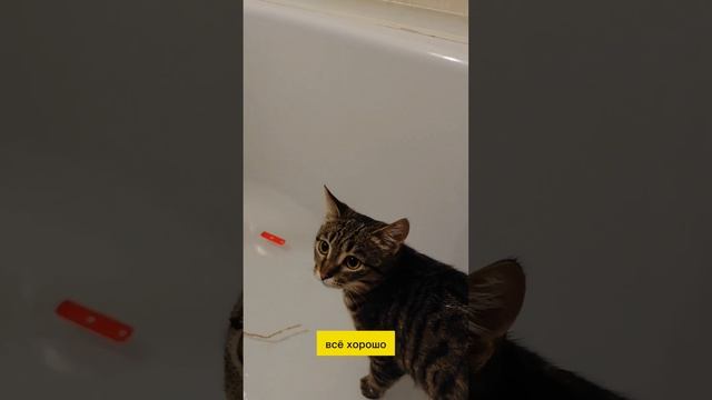 Как приучить кота к воде, ванне и другим водным процедурам? #кот #лайфхак #какпомытькота смотреть онлайн