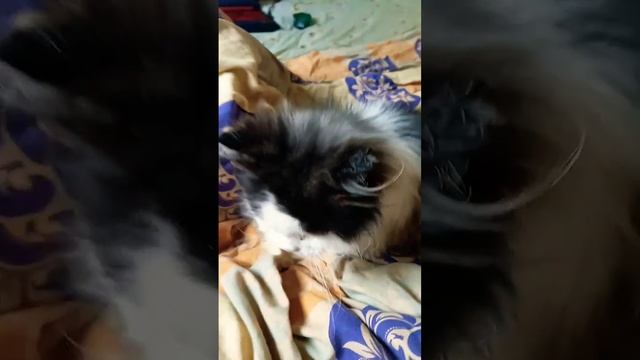 Этой кошке 30 лет! смотреть онлайн