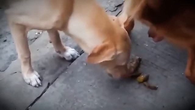 Кушать подано! Собака жрёт говно другой собаки смотреть онлайн