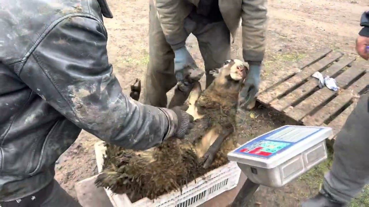 Едим в Украину грузиться барашками😅 смотреть онлайн