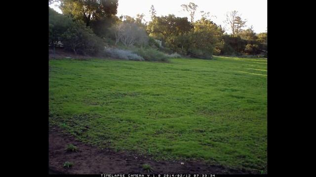 2014 Spring Wildflowers in the Meadow at Santa Barbara Botanic Garden смотреть онлайн