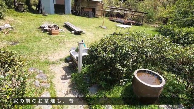 自給暮らし15年目の山菜畑をご案内します🌿Wild vegetable fields смотреть онлайн