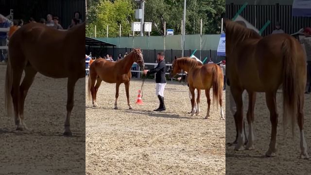 орловские рысистые кобылы. выводка первого московского кз смотреть онлайн