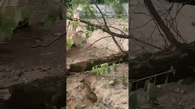 20230620 Улица Окская д 28 Повреждение деревьев строительными работами смотреть онлайн