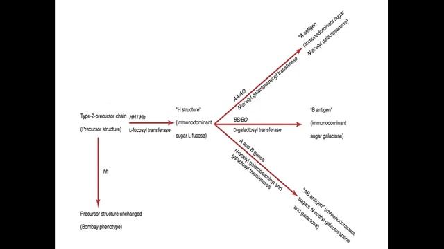 ABO BLOOD GROUP LECTURE смотреть онлайн