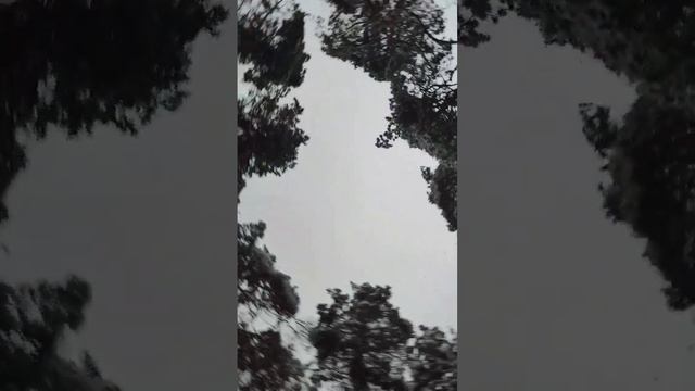 Снегопад. Лес. Квадроцикл #atv #квадроцикл #shorts смотреть онлайн