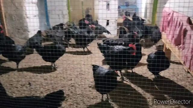 Toyuq və cücə xəstəlikləri və mualicesi смотреть онлайн