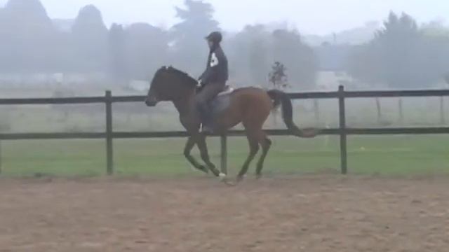 serin de la chesnay - poney PFS 3 ans - galop смотреть онлайн