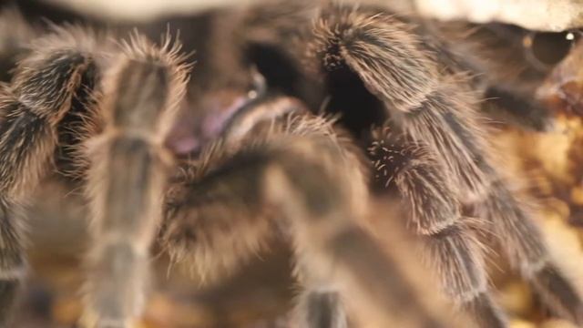 I'm an Entomologist Because: Yvan Delgado de la Flor смотреть онлайн