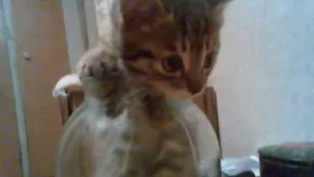 Кот беспридел смотреть онлайн