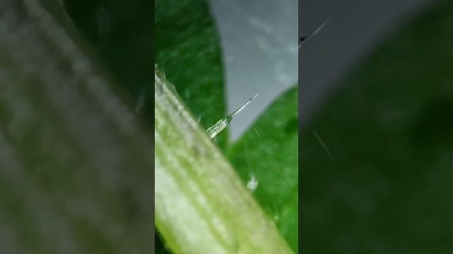 Nettle Under the Microscope 🔬 смотреть онлайн