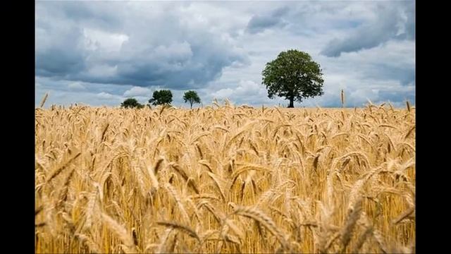 Management of wheat in winter/ سردیوں میں کرنے والے اہم کام جو گندم کی پیداوار میں یقنی اضافۃ کریں смотреть онлайн