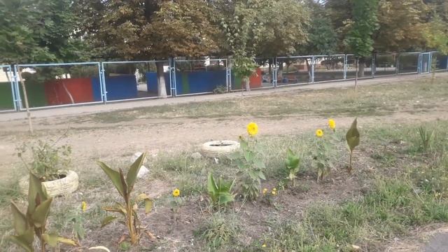 Кривой Рог Полсонухи украсили двор в Кривом Роге смотреть онлайн