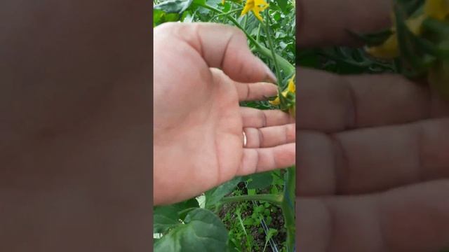 вторая обработка фармайдом от огуречный мазайки смотреть онлайн