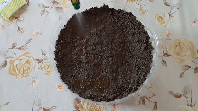 Как вырастить Мелиссу лимонную на подоконнике смотреть онлайн