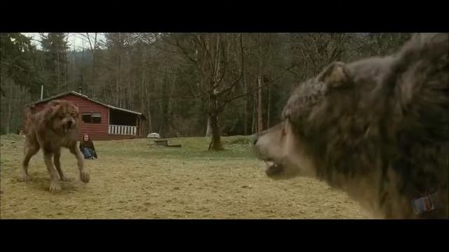 Белла узнает что Джейкоб волк Сумерки Сага Нов720P HD смотреть онлайн