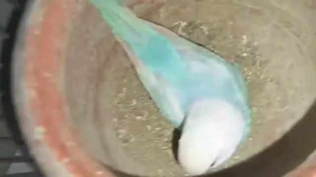 First Breed Ah Gai ||Danipigeonlover смотреть онлайн