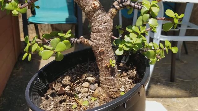Jade Plant - Bonsai trees for beginners and fun too! pt.2 смотреть онлайн