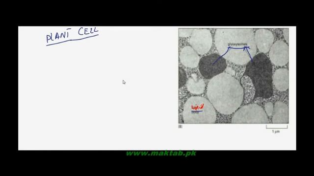 FSc Biology Book1, CH 4, LEC 13: Mitochondria смотреть онлайн