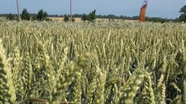 ТВ предаване Успешно земеделие 19 06 2013 mp4 за сайта смотреть онлайн
