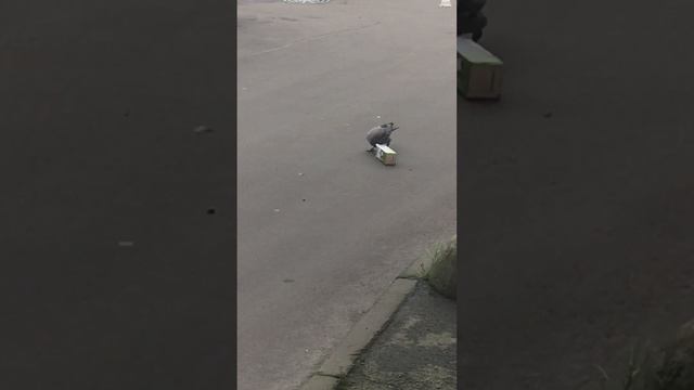ворона Кира и пакет кефира. смотреть онлайн