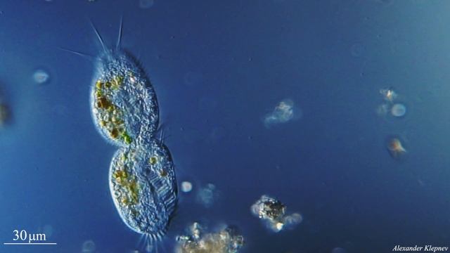Division Stylonychia смотреть онлайн