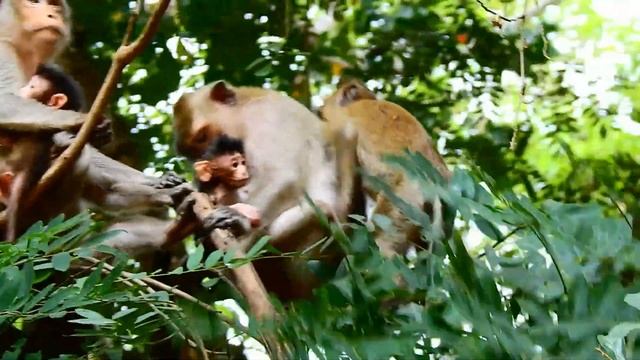 Button Kidnapped Little Adler Run Escaped Then Drop Him Down. Button Learn More Life Of Future Mom.