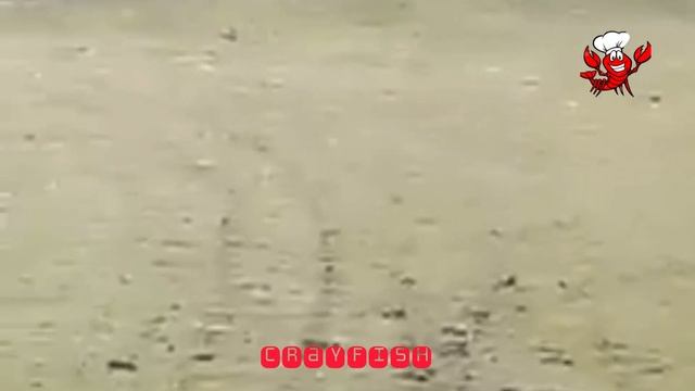 Black panther filmed wandering in Apatina (Serbia) #crnipanter #apatin #serbia смотреть онлайн