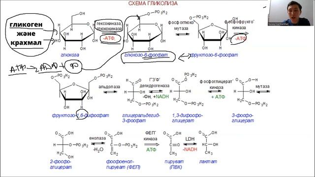 Анаэробты гликолиз, АТФ. Аэробты гликолиз және метаболизмге кіріспе смотреть онлайн