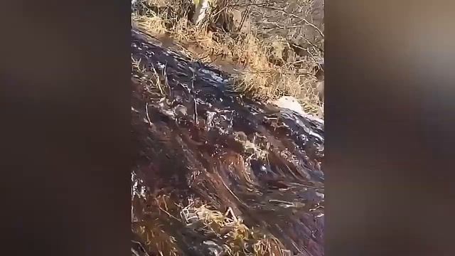 Два дня в тайге ! смотреть онлайн