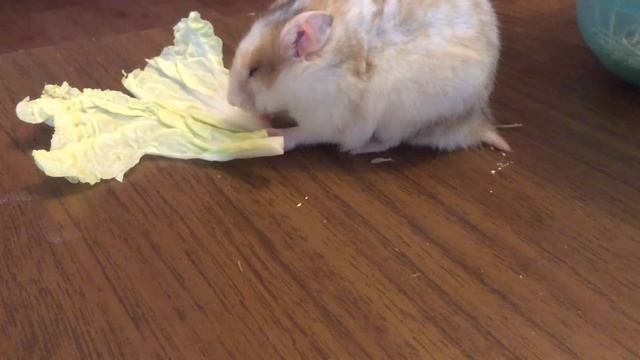 Ушастик обедает)) смотреть онлайн