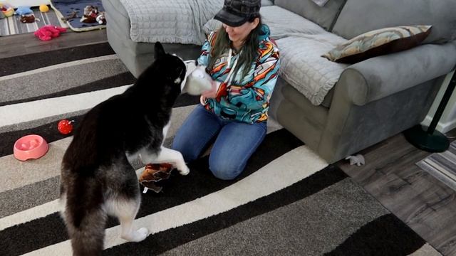 Husky Only Wants the Toy I Have смотреть онлайн