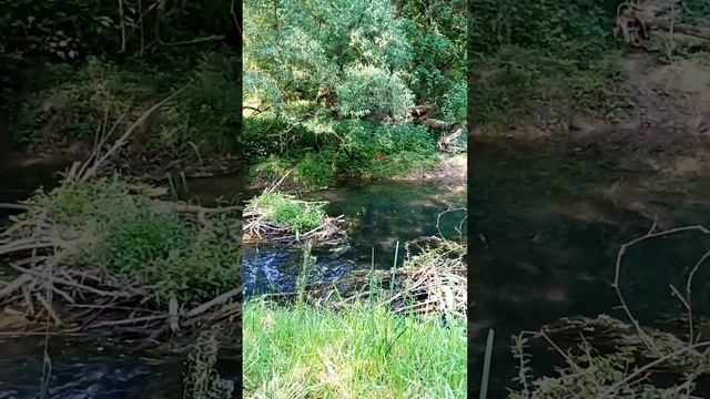 Ручей звуки природы 🕊️🍀🏞️ #природагермании #флора #бавария #bayern смотреть онлайн