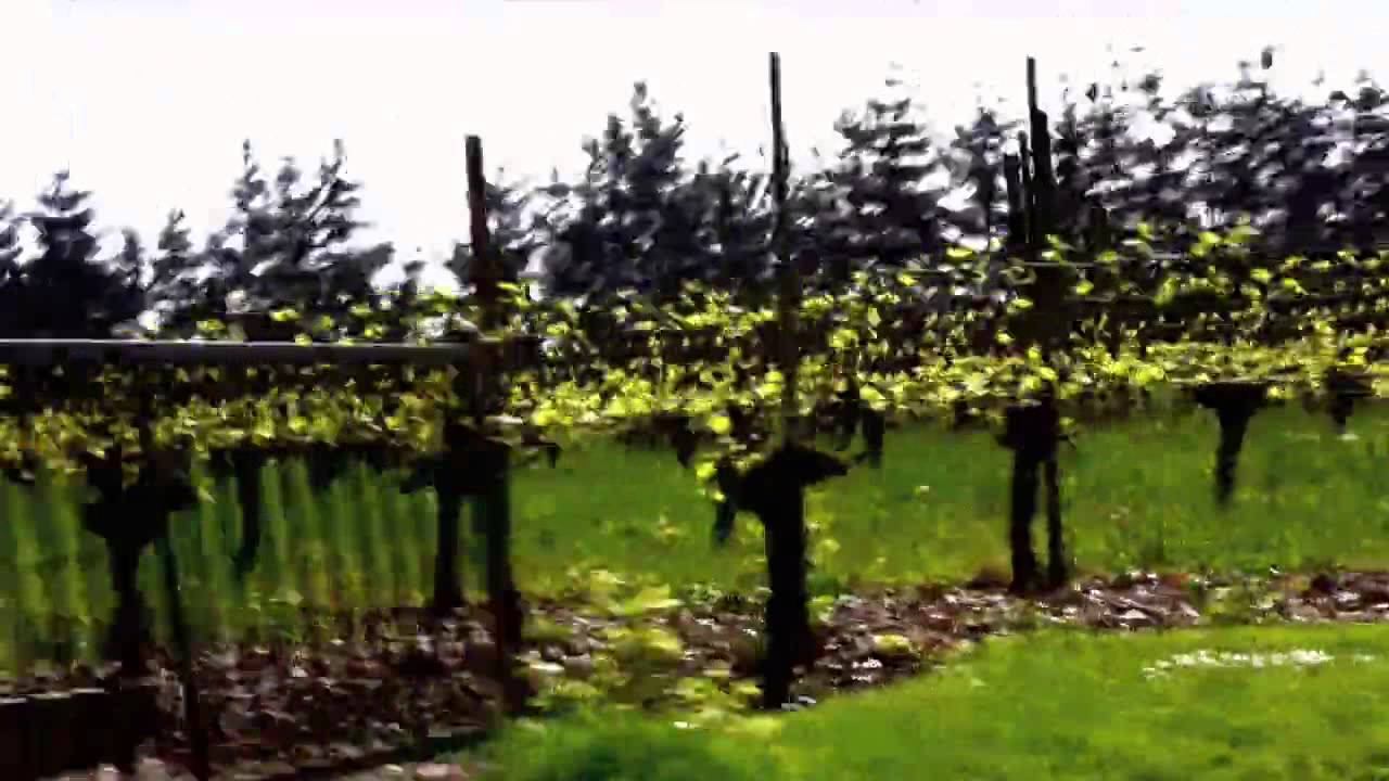 Ponzi Vineyard смотреть онлайн